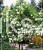Kalina koralowa ROSEUM- Viburnum opulus C3