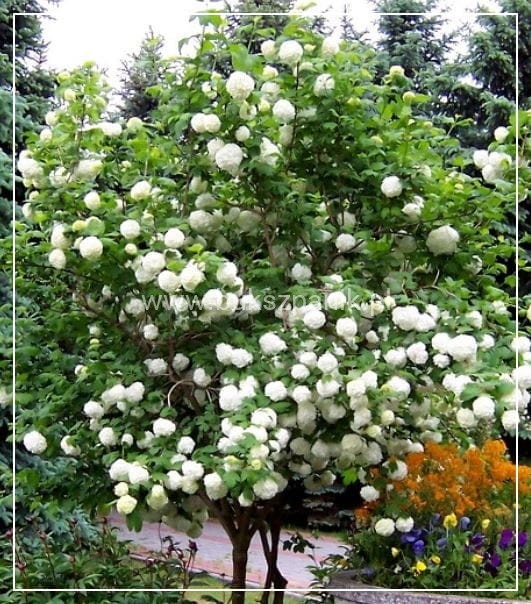 Kalina koralowa ROSEUM- Viburnum opulus C3
