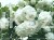 Kalina koralowa ROSEUM- Viburnum opulus C3