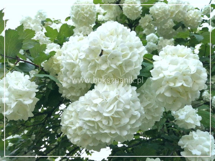 Kalina koralowa ROSEUM- Viburnum opulus C3