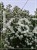 Kalina koralowa ROSEUM- Viburnum opulus C3