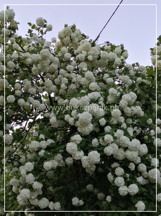 Kalina koralowa ROSEUM- Viburnum opulus C3
