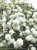Kalina koralowa ROSEUM- Viburnum opulus C3