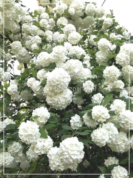 Kalina koralowa ROSEUM- Viburnum opulus C3
