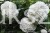 Kalina koralowa ROSEUM- Viburnum opulus C3