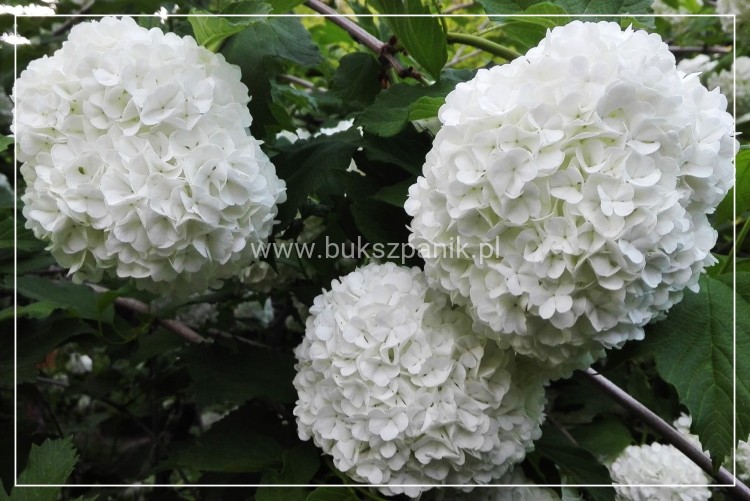 Kalina koralowa ROSEUM- Viburnum opulus C3