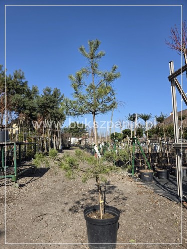 Sosna pospolita h: 160-170cm (id: 1907)