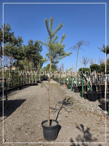 Sosna pospolita h: 160-170cm (id: 1907)