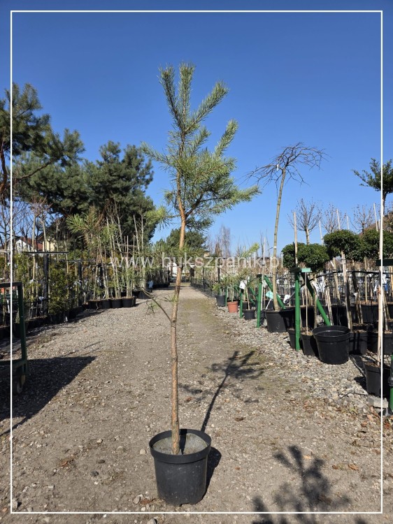 Sosna pospolita h: 160-170cm (id: 1907)