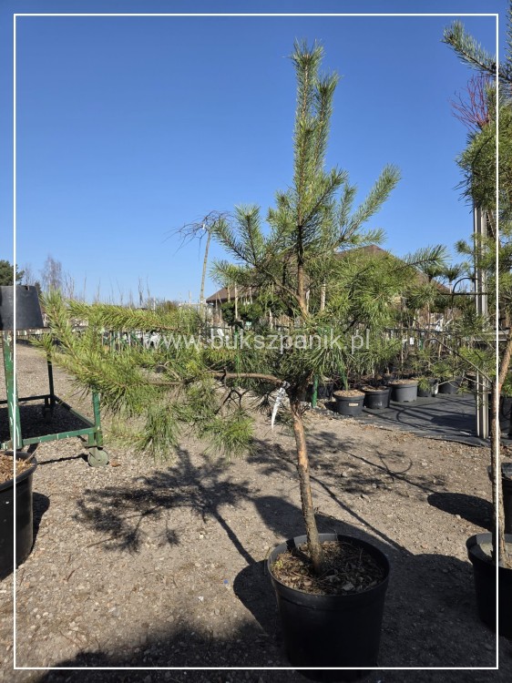 Sosna pospolita h: 160-170cm (id: 1907)