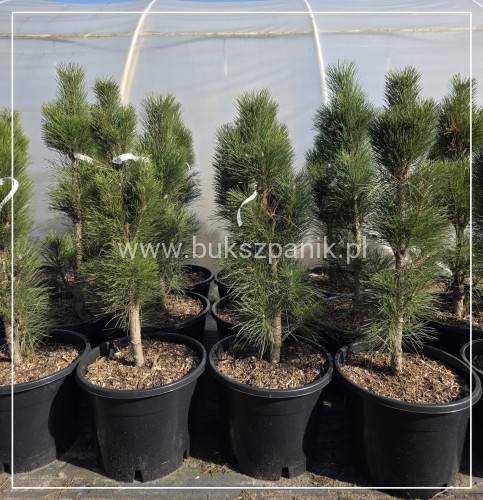 Sosna czarna GREEN TOWER - Pinus nigra C35l,100-120cm