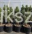 Sosna czarna GREEN TOWER - Pinus nigra C35l,100-120cm