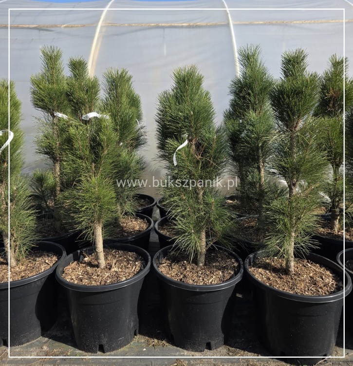Sosna czarna GREEN TOWER - Pinus nigra C35l,100-120cm