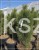 Sosna czarna GREEN TOWER - Pinus nigra C135l. 100-120cm