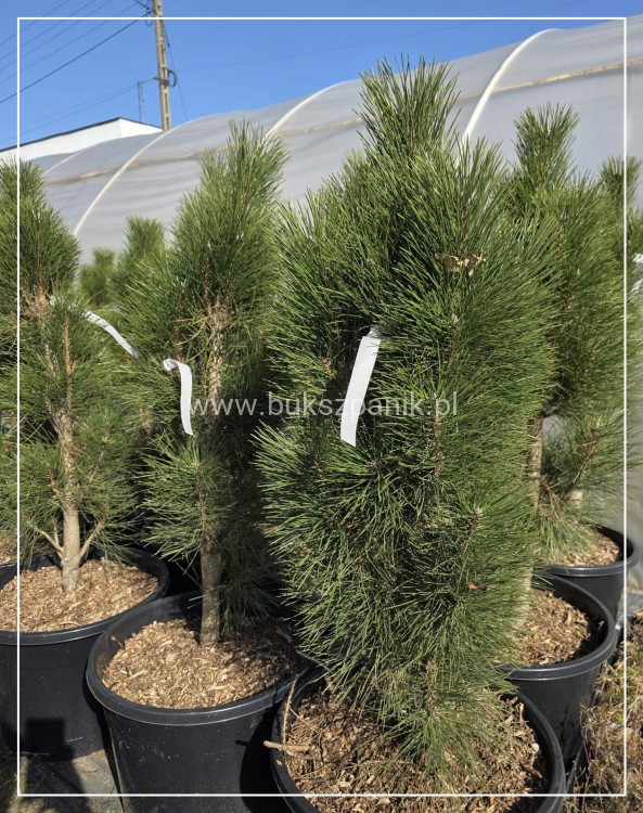 Sosna czarna GREEN TOWER - Pinus nigra C135l. 100-120cm