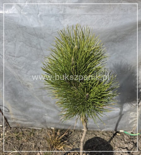 Sosna czarna GREEN TOWER - Pinus nigra C7,5l Pa 50-70cm