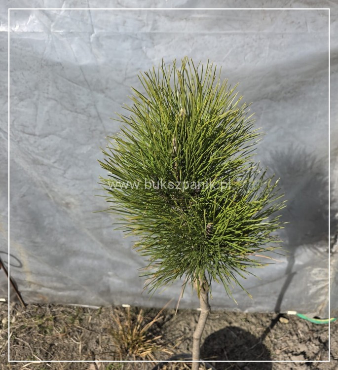 Sosna czarna GREEN TOWER - Pinus nigra C7,5l Pa 50-70cm