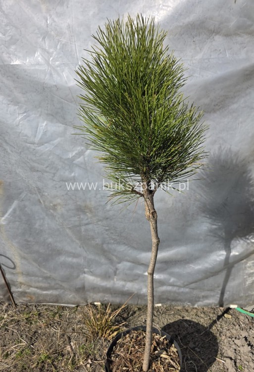 Sosna czarna GREEN TOWER - Pinus nigra C7,5l Pa 50-70cm