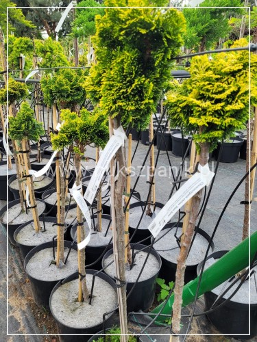 Cyprysik tępołuskowy, japoński 'Nana Gracilis Aurea'- Chamaecyparis obtusa PA50-75 (