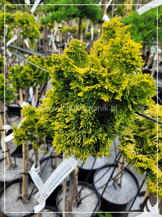 Cyprysik tępołuskowy, japoński 'Nana Gracilis Aurea'- Chamaecyparis obtusa PA50-75 (