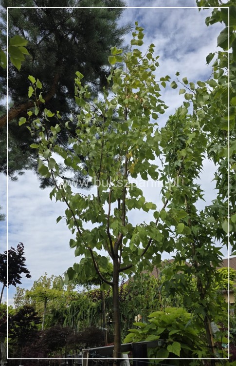 Lipa drobnolistna GREENSPIRE - Tilia cordata ob.12-14
