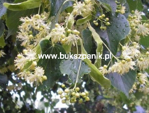 Lipa drobnolistna GREENSPIRE - Tilia cordata