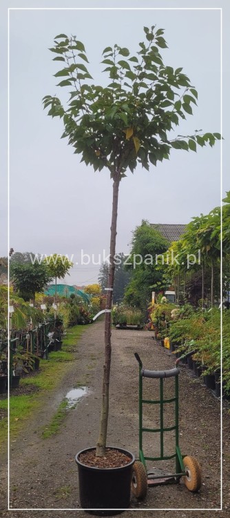 Wiśnia piłkowana KANZAN - Prunus serrulata PA 220cm ob. 12-14 cm
