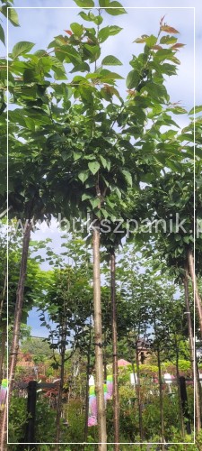 Wiśnia piłkowana KANZAN - Prunus serrulata PA 220cm ob. 12-14 cm
