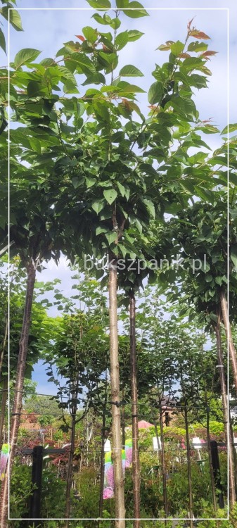 Wiśnia piłkowana KANZAN - Prunus serrulata PA 220cm ob. 12-14 cm