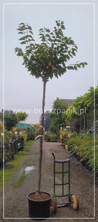 Wiśnia piłkowana KANZAN - Prunus serrulata PA 220cm ob. 12-14 cm