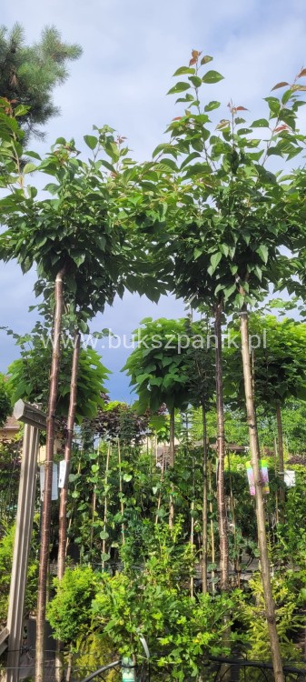 Wiśnia piłkowana KANZAN - Prunus serrulata