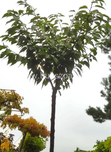 Wiśnia piłkowana KANZAN - Prunus serrulata