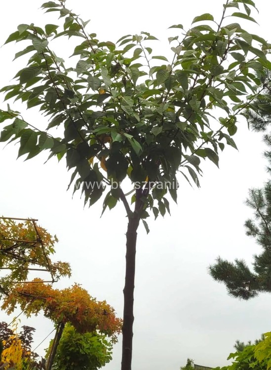 Wiśnia piłkowana KANZAN - Prunus serrulata