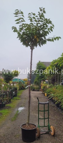 Wiśnia piłkowana KANZAN - Prunus serrulata PA 220cm ob. 12-14 cm
