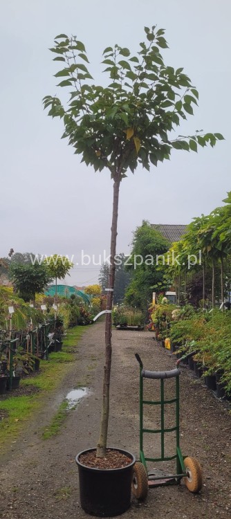 Wiśnia piłkowana KANZAN - Prunus serrulata PA 220cm ob. 12-14 cm