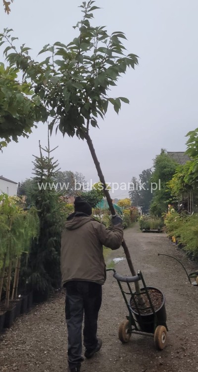 Wiśnia piłkowana KANZAN - Prunus serrulata