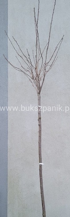 Wiśnia piłkowana KANZAN - Prunus serrulata