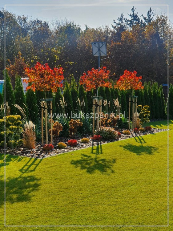 Ambrowiec amerykański Gum Ball- Liquidambar styraciflua- f. pienna