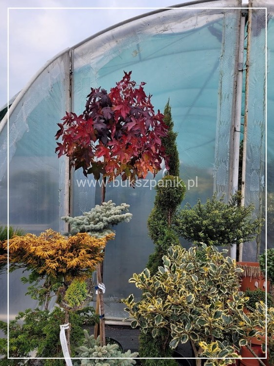 Ambrowiec amerykański Gum Ball- Liquidambar styraciflua- f. pienna