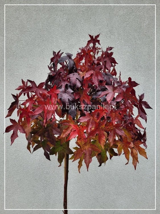 Ambrowiec amerykański Gum Ball- Liquidambar styraciflua- f. pienna