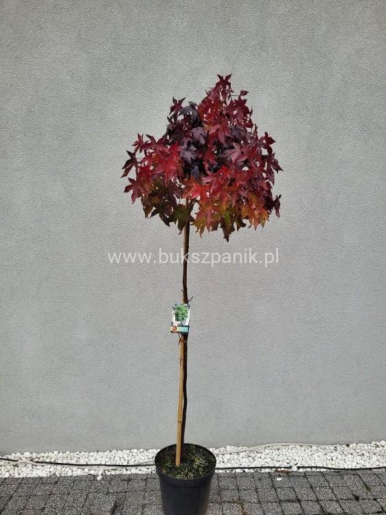 Ambrowiec amerykański Gum Ball- Liquidambar styraciflua- f. pienna