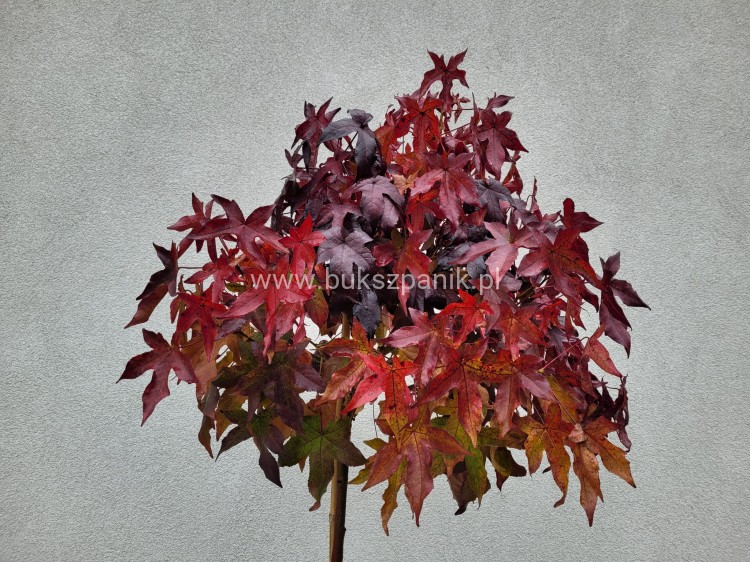 Ambrowiec amerykański Gum Ball- Liquidambar styraciflua- f. pienna