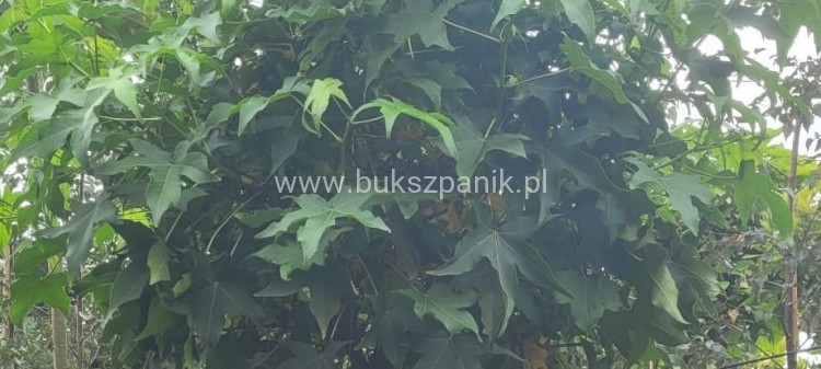Ambrowiec amerykański Gum Ball- Liquidambar styraciflua- f. pienna