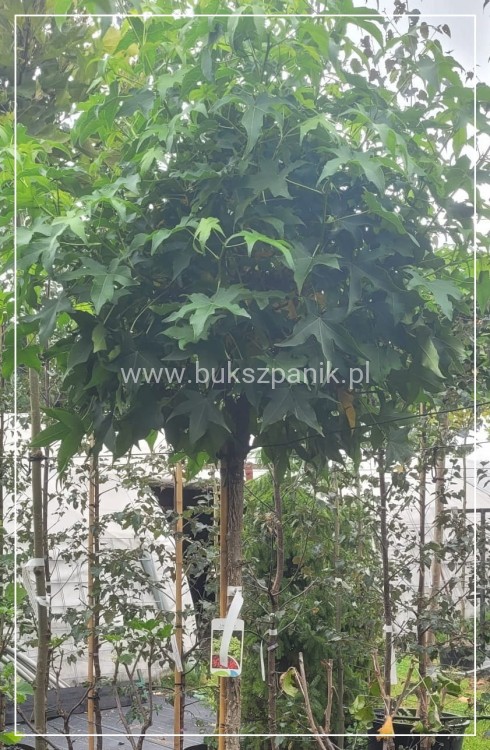 Ambrowiec amerykański Gum Ball- Liquidambar styraciflua- f. pienna