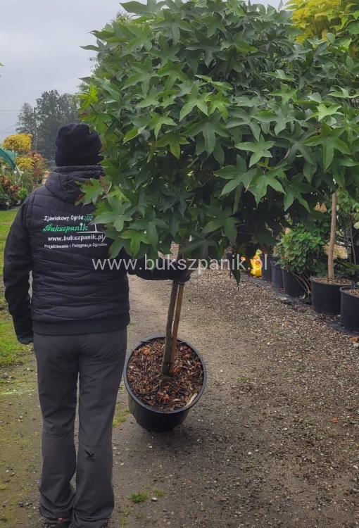 Ambrowiec amerykański Gum Ball- Liquidambar styraciflua- f. pienna