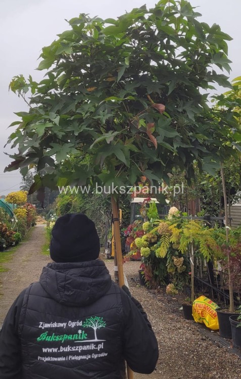 Ambrowiec amerykański Gum Ball- Liquidambar styraciflua- f. pienna