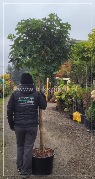 Ambrowiec amerykański Gum Ball- Liquidambar styraciflua- f. pienna