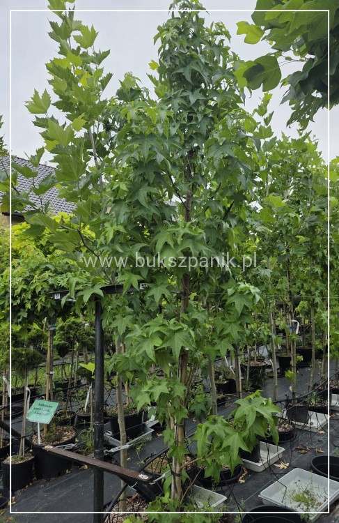 Ambrowiec amerykański Lane Roberts ob 8-10cm= Liquidambar styraciflua