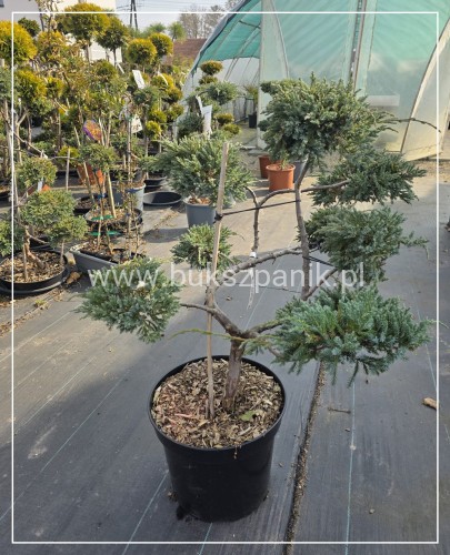 Jałowiec łuskowaty BLUE CARPET Juniperus squamata BONSAI