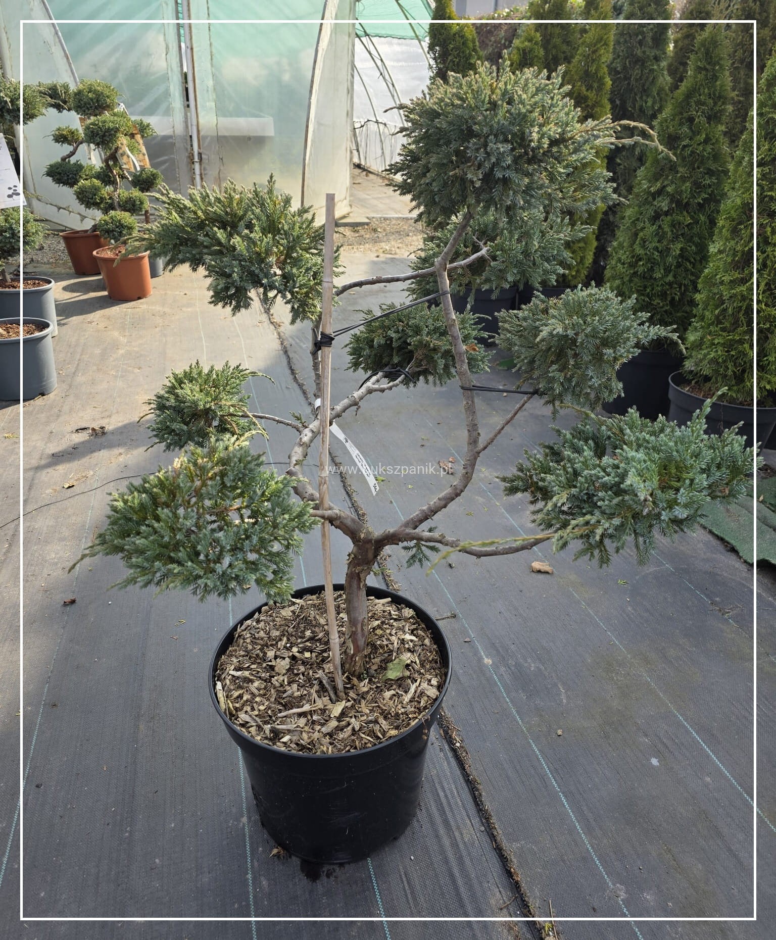 Jaowiec uskowaty BLUE CARPET Juniperus squamata BONSAI Bukszpanik.pl  Szkka rolin ozdobnych Knurw ul. Wilsona 80 tel. 505279403